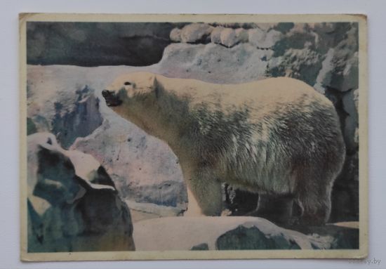 Почтовая карточка 1963 г. "Белый медведь". "Советский художник"