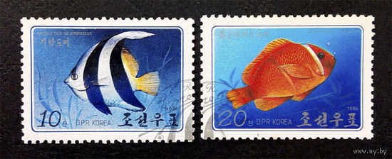Корея. КНДР 1986 г. Тропические рыбы. Фауна, полная серия из 2 марок #0259-Ф1P56