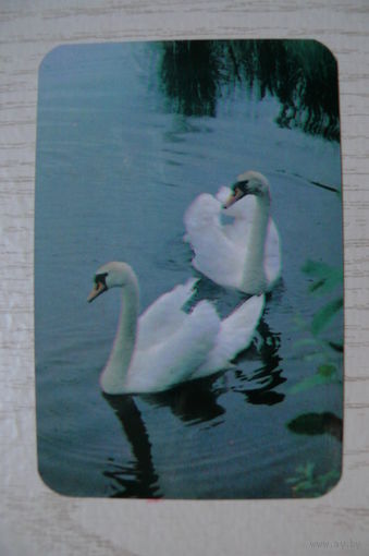 Календарик, 1989, Белые лебеди.