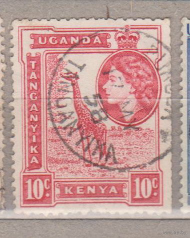 Британские колонии  Кения Уганда Танганьика 1954 год лот 11 Фауна животные Жираф Известные личности Королева Елизавета II ШТАМП Танганьика