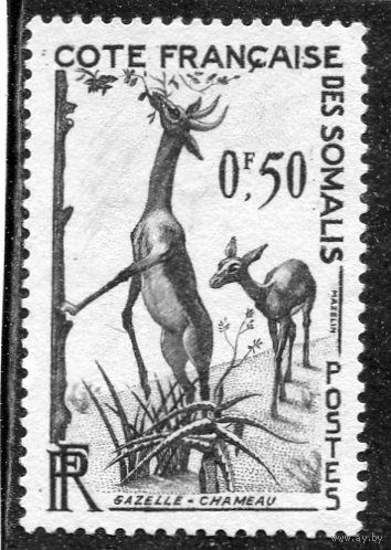 Французское Сомали. Фауна. Антилопа геренук