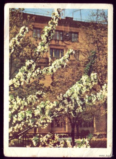 1967 год Минск Цветут сады