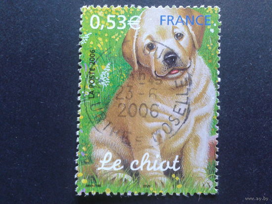 Франция 2006 собака