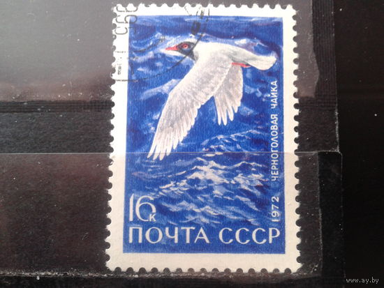 1972 Черноголовая чайка, концевая