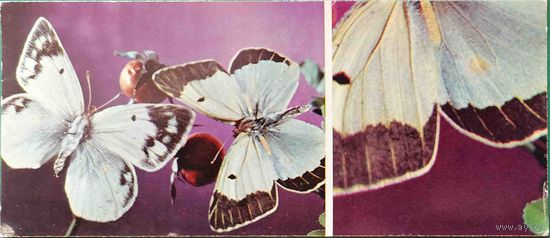 Бабочка Желтушка курдская