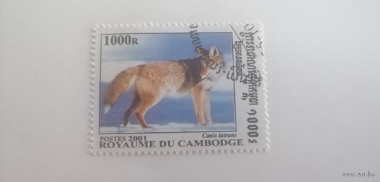 Камбоджа 2001. Волки и лисы