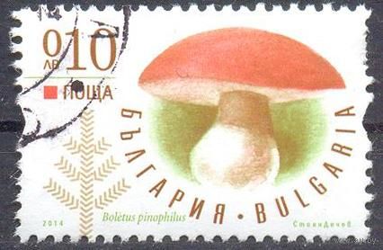 Болгария  гриб