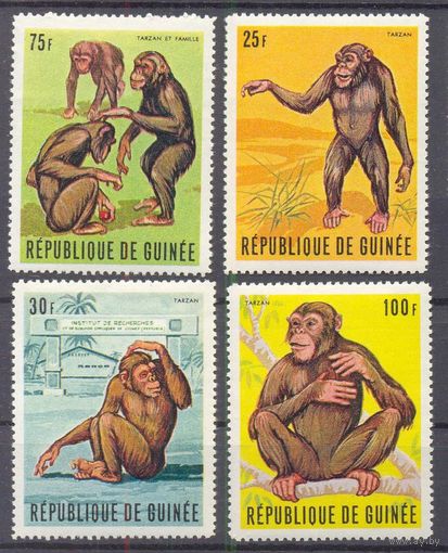 Гвинея  фауна тарзан обезьяны