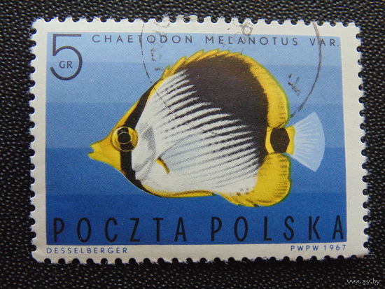 Польша 1967 г. Тропические рыбы. Пятнистая рыба-бабочка.
