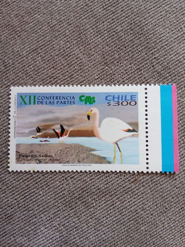 Чили 2002. Фауна. Птицы
