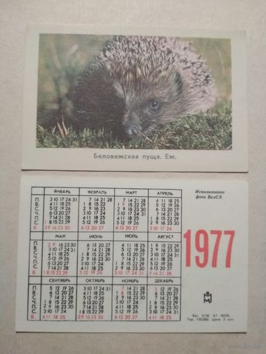 Карманный календарик. Беловежская пуща. Ёж .1977 год
