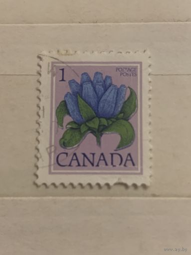 Канада. Флора. Цветы