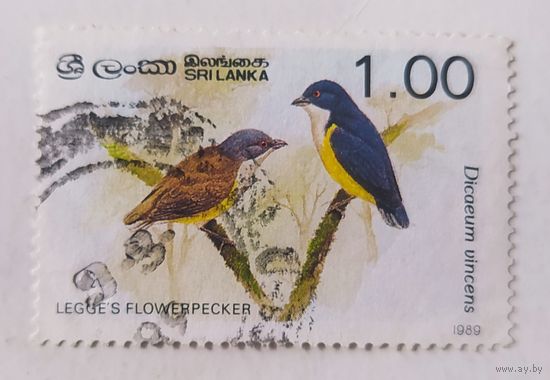 Шри-Ланка 1989, птица