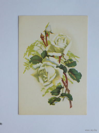 Открытка розы 1973 10х15 см