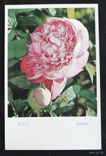 Открытка. Пионы. Цветы. Флора. Китай. 1970-е года. Чистая #0080-FL1P40
