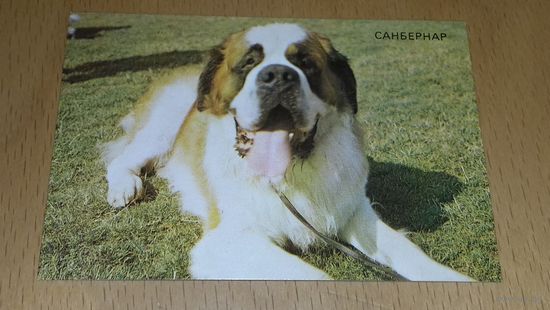 Календарик 1988 Болгария. Собаки. Сенбернар