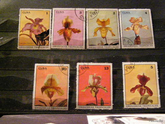 Флора Куба цветы Орхидеи