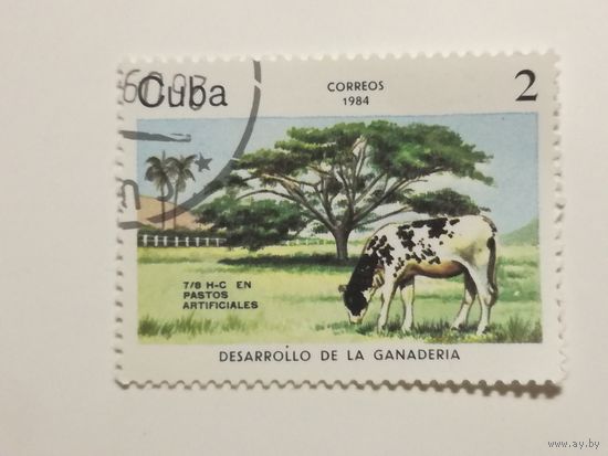 Куба 1984. Коровы.