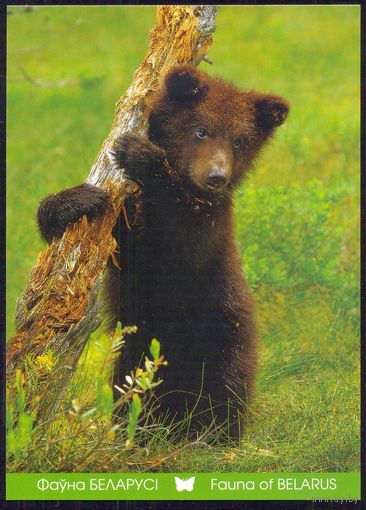 Беларусь 2011 Фауна медведь