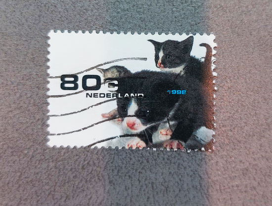 Нидерланды 1998. Фауна. Котята