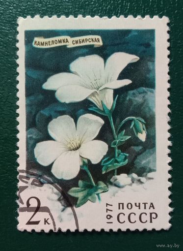 СССР 1977 Камнеломка Цветы