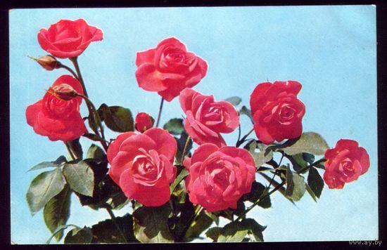 1976 год Розы Огни Ялты