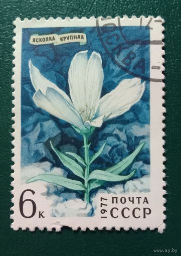 СССР 1977 Ясколка Цветы