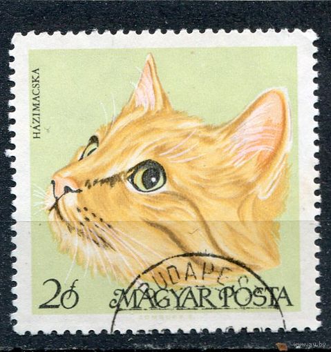 Венгрия. Породы кошек