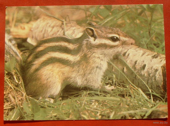 Бурундук. Чистая. 1989 года. Фото Смирнова. 592.