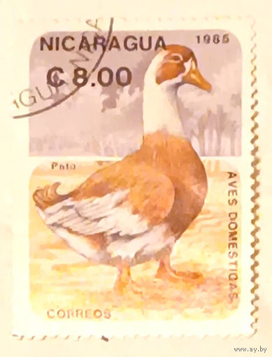 Никарагуа. Домашняя птица