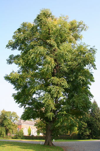 Гимнокладус двудомный, бундук канадский, кентуккийское кофейное дерево (Gymnoclаdus diоicus) Саженцы 2 года