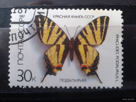 1987 Бабочка, концевая