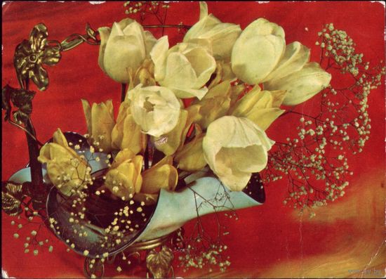 Тюльпаны 1973 год А.Груздев