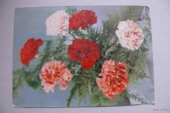 Цветы, 1963, подписана (ГДР).