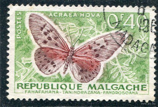 Мадагаскар. Бабочка Акрея гова