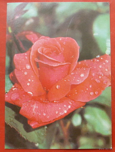 Роза " Дуфтвольке ". Чистая. 1982 года. Фото Матанова. #191.