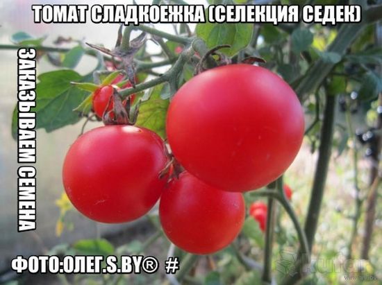 Семена белорусской селекции Семена белорусской селекции