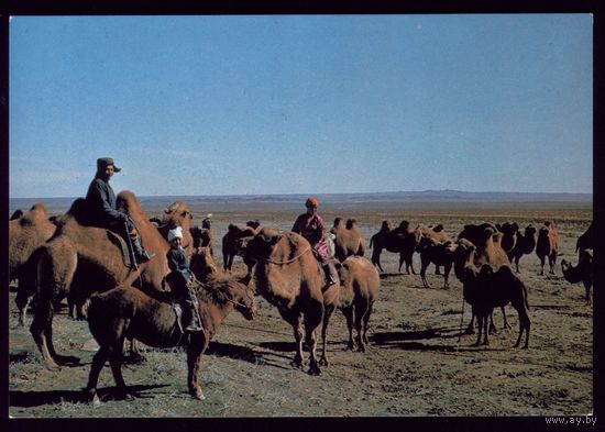 Монголия Погонщики верблюдов
