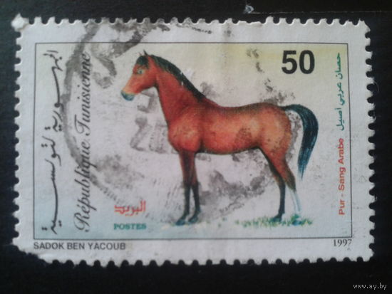 Тунис 1997 лошадь