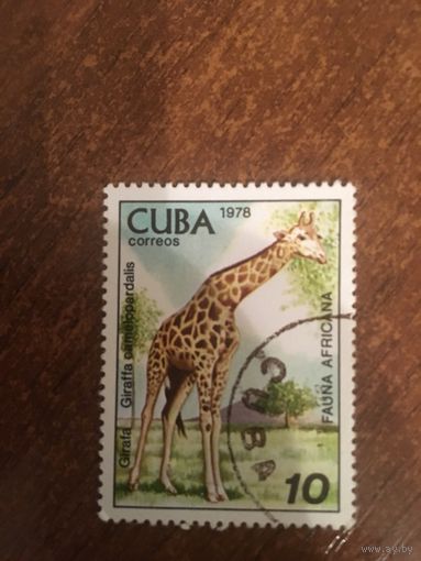 Куба 1978. Фауна. Жираф
