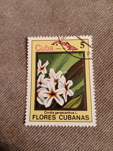 Куба 1983. Флора кубы. Cordia gerascanthus