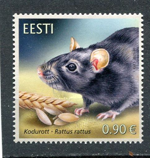 Эстония. Фауна. Черная крыса