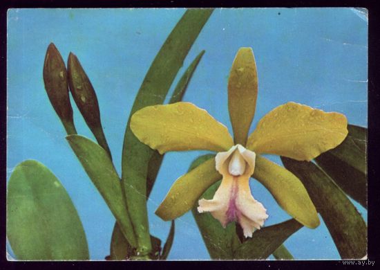 Вьетнам Орхидея
