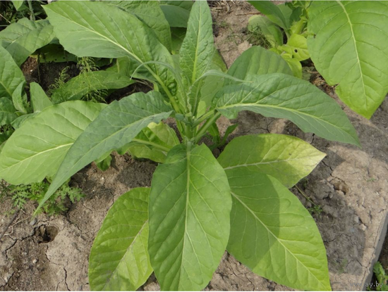 Семена Табак Золотая Индия (Семян в 1 навеске 150+ шт)