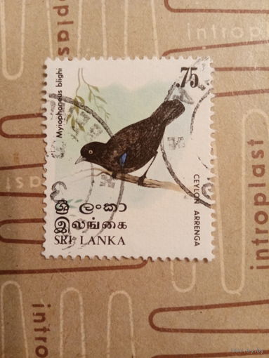 Шри Ланка. Фауна. Птицы. Myiopbonetis blighi