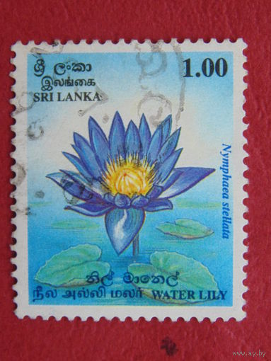 Шри-Ланка. Цветы.