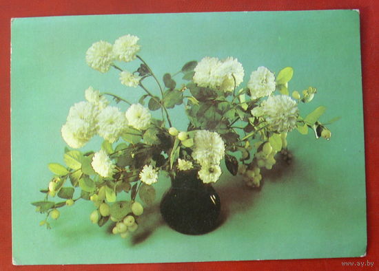 Цветы. Чистая. 1985 года. Савалова. 1303.
