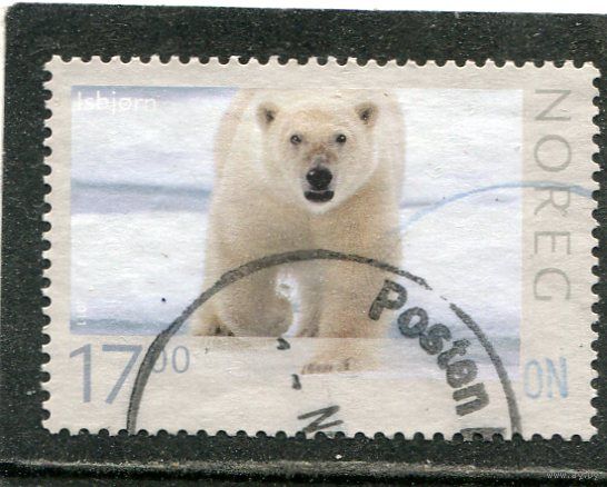 Норвегия. Белый медведь