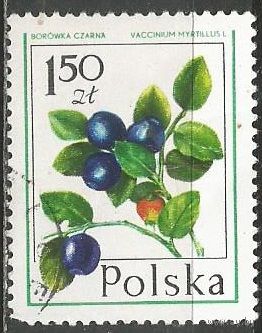 Польша. Лесные ягоды. Черника. 1977г. Mi#2490.