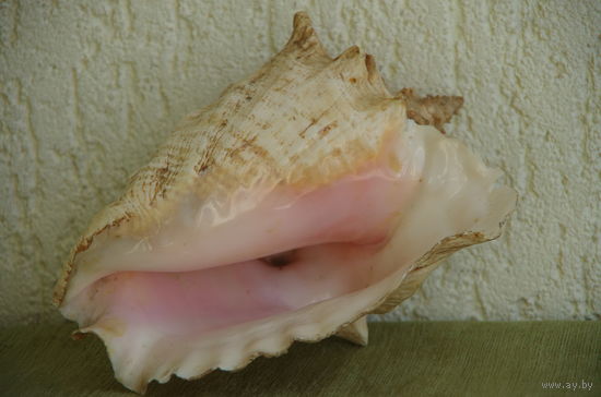 Раковина  морская   ( 21 х 17 см )